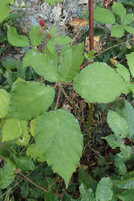 Rubus constrictus \ Zusammengezogene Brombeere / Constricted Bramble, D Frankfurt-Schwanheim 4.8.2019