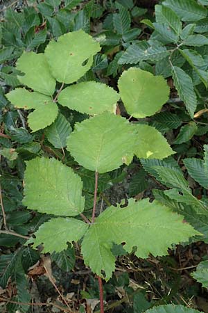 Rubus constrictus \ Zusammengezogene Brombeere / Constricted Bramble, D Frankfurt-Schwanheim 4.8.2019