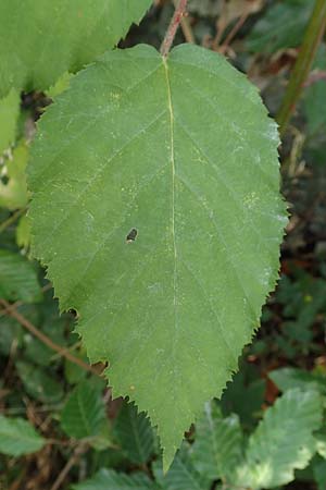 Rubus constrictus \ Zusammengezogene Brombeere / Constricted Bramble, D Frankfurt-Schwanheim 4.8.2019