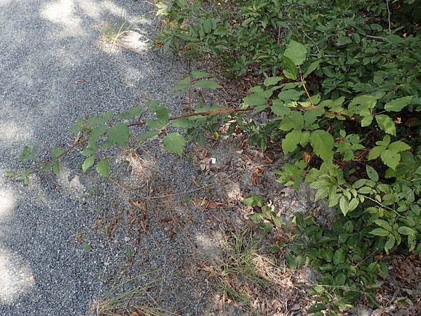 Rubus constrictus \ Zusammengezogene Brombeere / Constricted Bramble, D Frankfurt-Schwanheim 4.8.2019