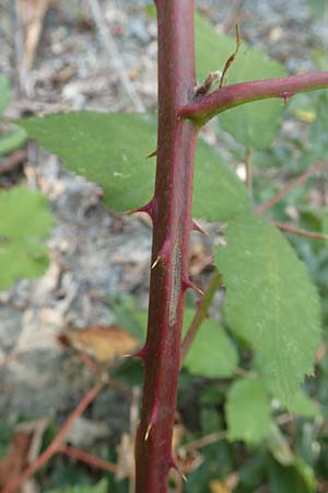 Rubus constrictus \ Zusammengezogene Brombeere / Constricted Bramble, D Frankfurt-Schwanheim 4.8.2019