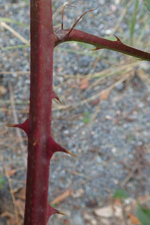 Rubus constrictus \ Zusammengezogene Brombeere / Constricted Bramble, D Frankfurt-Schwanheim 4.8.2019