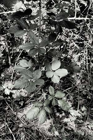 Rubus canaliculatus \ Rinnige Brombeere / Grooved Bramble, D Karlsruhe 14.8.2019