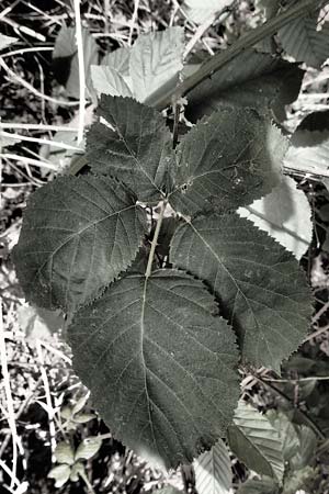 Rubus canaliculatus \ Rinnige Brombeere / Grooved Bramble, D Karlsruhe 14.8.2019