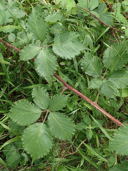 Rubus specI ? \ Brombeere / Bramble, D Karlsruhe 14.8.2019