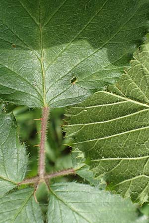Rubus specI ? \ Brombeere / Bramble, D Karlsruhe 14.8.2019