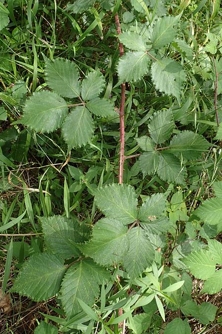 Rubus specI ? \ Brombeere / Bramble, D Karlsruhe 14.8.2019