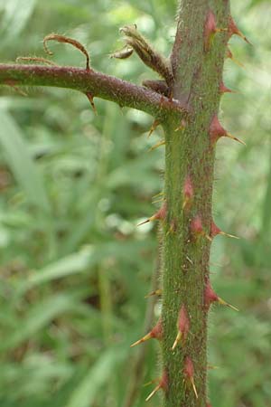 Rubus specI ? \ Brombeere / Bramble, D Karlsruhe 14.8.2019