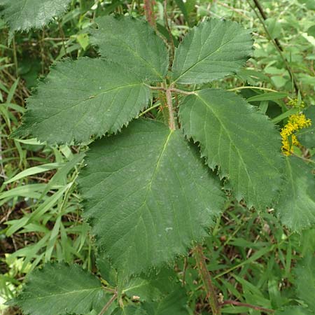 Rubus specI ? \ Brombeere / Bramble, D Karlsruhe 14.8.2019