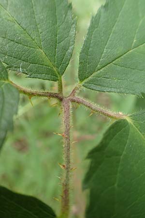 Rubus specI ? \ Brombeere / Bramble, D Karlsruhe 14.8.2019