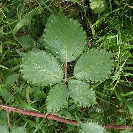 Rubus specI ? \ Brombeere / Bramble, D Karlsruhe 14.8.2019