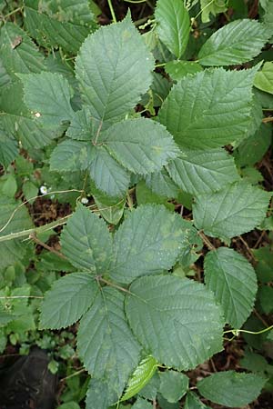 Rubus conspicuus ? \ Ansehnliche Brombeere / Bonny Bramble, D Karlsruhe 14.8.2019