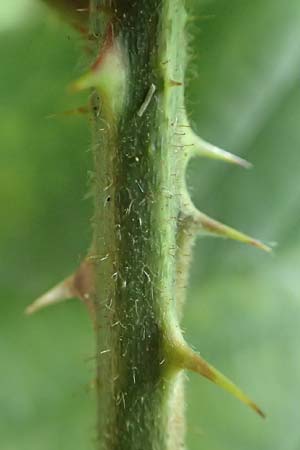 Rubus conspicuus ? \ Ansehnliche Brombeere / Bonny Bramble, D Karlsruhe 14.8.2019