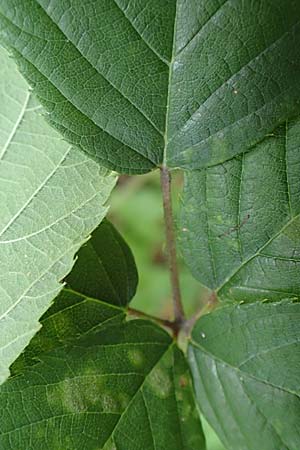 Rubus conspicuus ? \ Ansehnliche Brombeere / Bonny Bramble, D Karlsruhe 14.8.2019