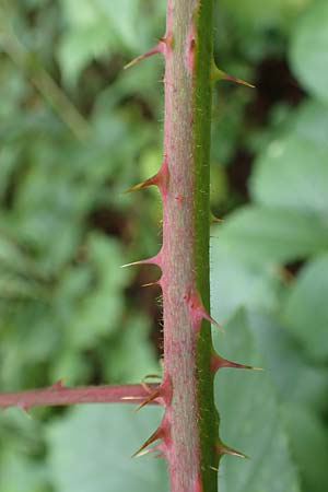 Rubus conspicuus ? \ Ansehnliche Brombeere / Bonny Bramble, D Karlsruhe 14.8.2019