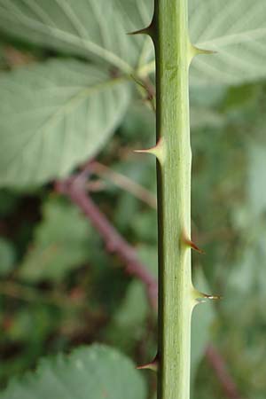 Rubus canaliculatus \ Rinnige Brombeere / Grooved Bramble, D Rheinstetten-Silberstreifen 18.8.2019