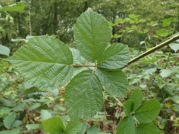 Rubus canaliculatus \ Rinnige Brombeere / Grooved Bramble, D Rheinstetten-Silberstreifen 18.8.2019