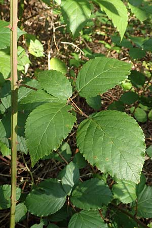 Rubus canaliculatus \ Rinnige Brombeere / Grooved Bramble, D Rheinstetten-Silberstreifen 18.8.2019