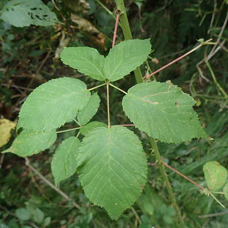 Rubus canaliculatus \ Rinnige Brombeere / Grooved Bramble, D Ettlingen-Schluttenbach 18.8.2019