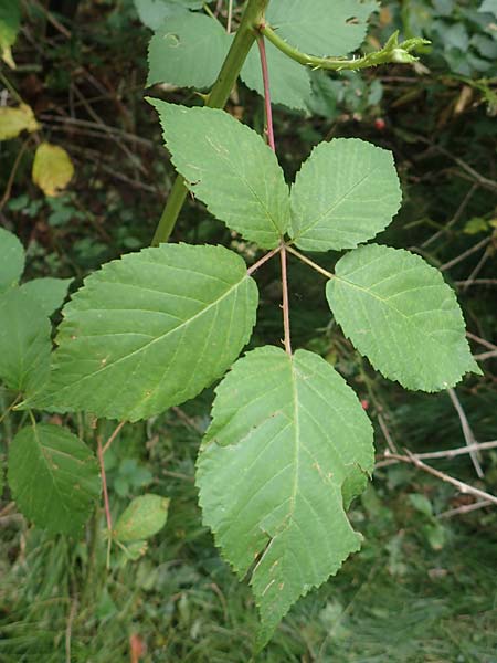 Rubus canaliculatus \ Rinnige Brombeere / Grooved Bramble, D Ettlingen-Schluttenbach 18.8.2019