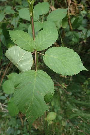 Rubus canaliculatus \ Rinnige Brombeere / Grooved Bramble, D Ettlingen-Schluttenbach 18.8.2019