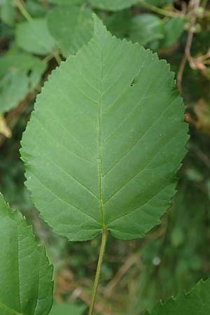 Rubus canaliculatus \ Rinnige Brombeere / Grooved Bramble, D Ettlingen-Schluttenbach 18.8.2019