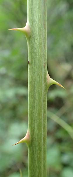 Rubus canaliculatus \ Rinnige Brombeere / Grooved Bramble, D Ettlingen-Schluttenbach 18.8.2019