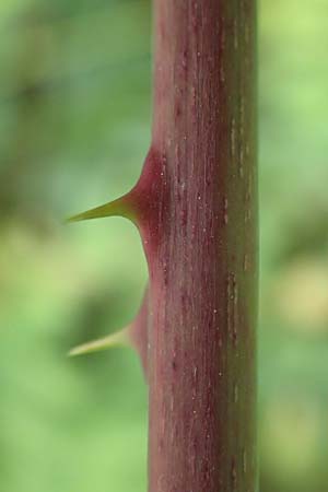 Rubus spec4 ? \ Haselblatt-Brombeere / Bramble, D Pfinztal-Berghausen 20.8.2019