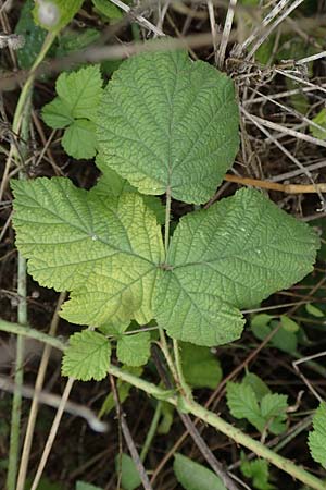 Rubus spec8 ? \ Haselblatt-Brombeere / Bramble, D Gr&uuml;nstadt-Asselheim 9.9.2019