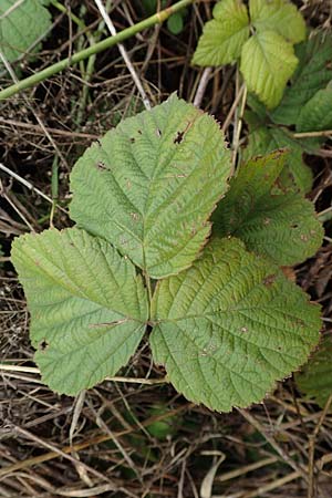 Rubus spec8 ? \ Haselblatt-Brombeere / Bramble, D Gr&uuml;nstadt-Asselheim 9.9.2019