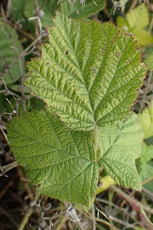 Rubus spec8 ? \ Haselblatt-Brombeere / Bramble, D Gr&uuml;nstadt-Asselheim 9.9.2019
