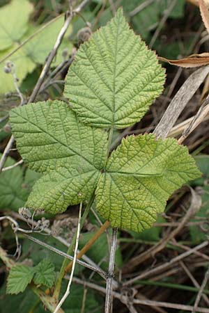 Rubus spec8 ? \ Haselblatt-Brombeere / Bramble, D Gr&uuml;nstadt-Asselheim 9.9.2019