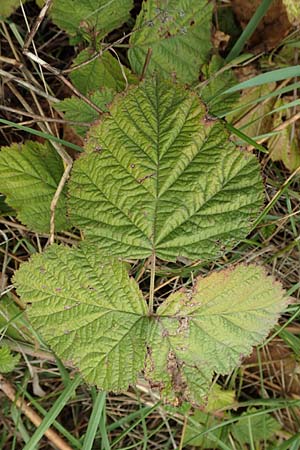 Rubus spec8 ? \ Haselblatt-Brombeere / Bramble, D Gr&uuml;nstadt-Asselheim 9.9.2019