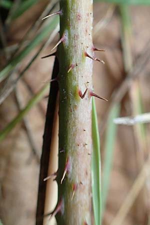 Rubus spec8 ? \ Haselblatt-Brombeere / Bramble, D Gr&uuml;nstadt-Asselheim 9.9.2019