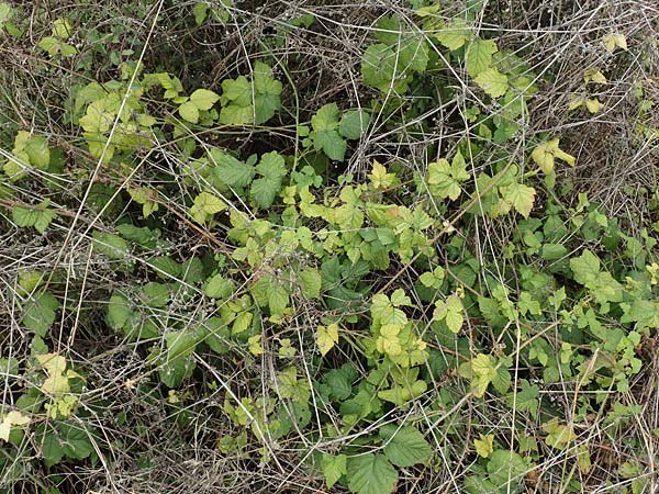 Rubus spec8 ? \ Haselblatt-Brombeere / Bramble, D Gr&uuml;nstadt-Asselheim 9.9.2019
