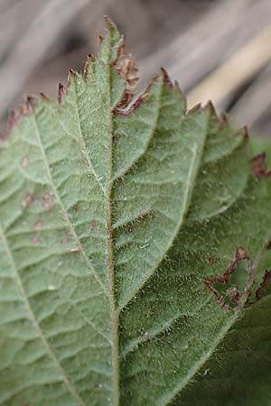 Rubus spec8 ? \ Haselblatt-Brombeere / Bramble, D Gr&uuml;nstadt-Asselheim 9.9.2019
