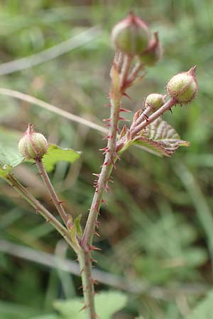 Rubus spec8 ? \ Haselblatt-Brombeere / Bramble, D Gr&uuml;nstadt-Asselheim 9.9.2019
