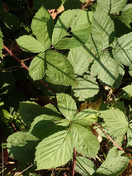 Rubus cuspidatus \ Zugespitzte Haselblatt-Brombeere / Cuspidate Bramble, D Eppingen-Elsenz 11.9.2019