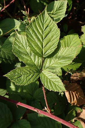 Rubus cuspidatus \ Zugespitzte Haselblatt-Brombeere / Cuspidate Bramble, D Eppingen-Elsenz 11.9.2019