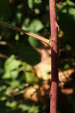 Rubus cuspidatus \ Zugespitzte Haselblatt-Brombeere / Cuspidate Bramble, D Eppingen-Elsenz 11.9.2019