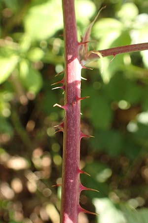 Rubus cuspidatus \ Zugespitzte Haselblatt-Brombeere / Cuspidate Bramble, D Eppingen-Elsenz 11.9.2019