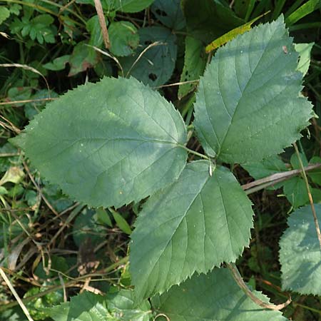 Rubus condensatus \ Gedr&auml;ngtbl&uuml;tige Brombeere / Compact-Flowered Bramble, D Bretten-Bauerbach 11.9.2019