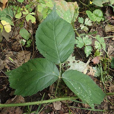Rubus condensatus \ Gedr&auml;ngtbl&uuml;tige Brombeere / Compact-Flowered Bramble, D Bretten-Bauerbach 13.9.2019