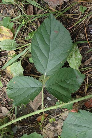 Rubus condensatus \ Gedr&auml;ngtbl&uuml;tige Brombeere / Compact-Flowered Bramble, D Bretten-Bauerbach 13.9.2019