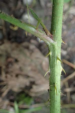 Rubus condensatus \ Gedr&auml;ngtbl&uuml;tige Brombeere / Compact-Flowered Bramble, D Bretten-Bauerbach 13.9.2019