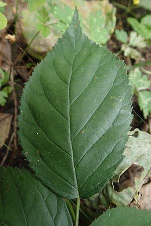 Rubus condensatus \ Gedr&auml;ngtbl&uuml;tige Brombeere / Compact-Flowered Bramble, D Bretten-Bauerbach 13.9.2019