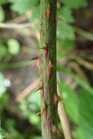 Rubus condensatus \ Gedr&auml;ngtbl&uuml;tige Brombeere / Compact-Flowered Bramble, D Bretten-Bauerbach 13.9.2019