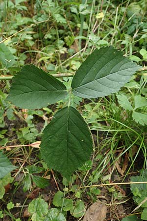 Rubus condensatus \ Gedr&auml;ngtbl&uuml;tige Brombeere / Compact-Flowered Bramble, D Bretten-Bauerbach 13.9.2019