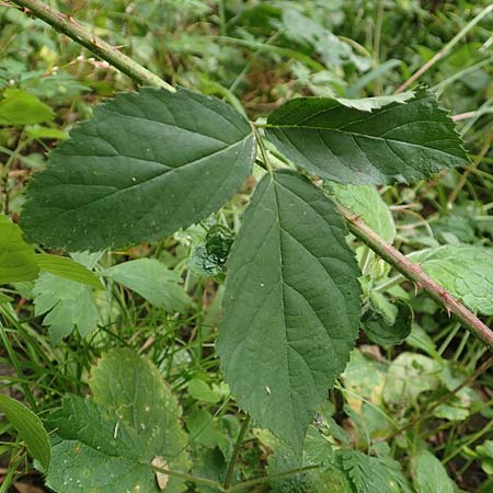 Rubus condensatus \ Gedr&auml;ngtbl&uuml;tige Brombeere / Compact-Flowered Bramble, D Bretten-Bauerbach 13.9.2019