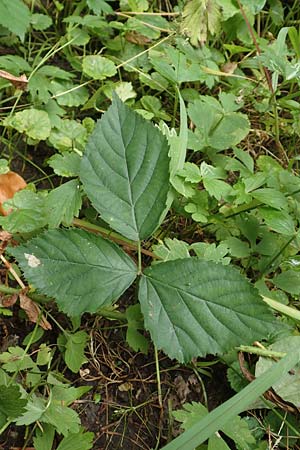 Rubus condensatus \ Gedr&auml;ngtbl&uuml;tige Brombeere / Compact-Flowered Bramble, D Bretten-Bauerbach 13.9.2019